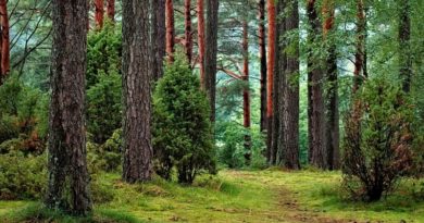 metsamajandus. Eesti seisukohad Euroopa rohelise kokkuleppe kohta kinnitati
