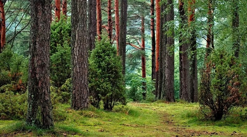 metsamajandus. Eesti seisukohad Euroopa rohelise kokkuleppe kohta kinnitati