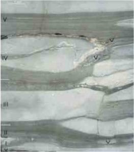 Veel Lääne-Saaremaa Vesiku kihtidest