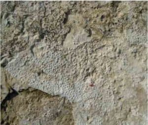 Vesiku kihtide paljandis Elda poolsaare läänerannal Saaremaal