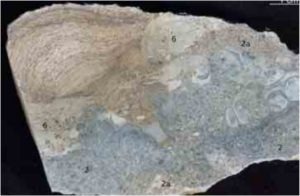 Lääne-Saaremaa Vesiku kihtide eripärasid uudistamas