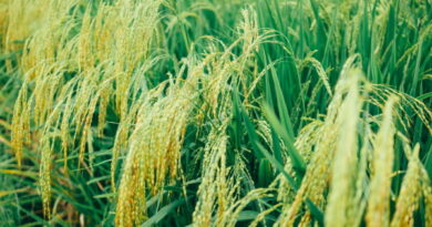 Uus tehnoloogia lignotselluloosist biokütuste masstootmiseks võimaldab ära kasutada biojäätmeid, näiteks riisikõrred,millele pole senini rakendust leitud.